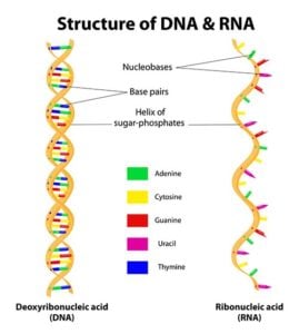 Genomic medicine DNA RNA